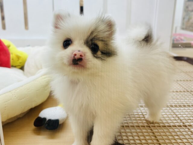 猪突猛進ウリボー!?シーポメちゃん! シーポメ