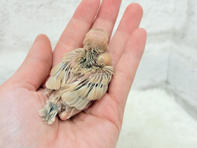 シナモン文鳥