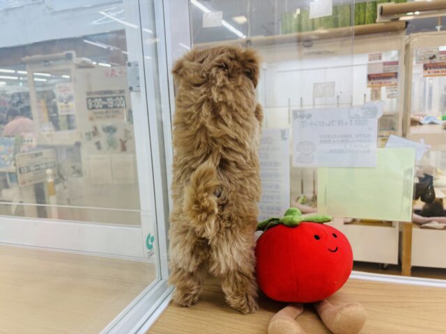 人が好きすぎてごめんなしゃい♡マルプーくん! マルプー