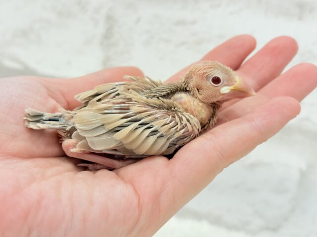 シナモン文鳥