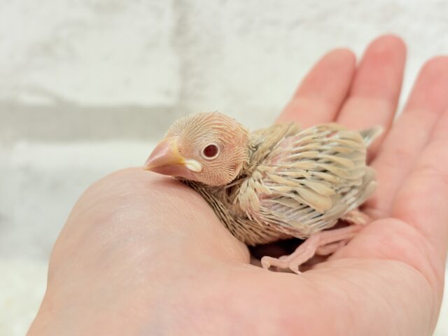シナモン文鳥