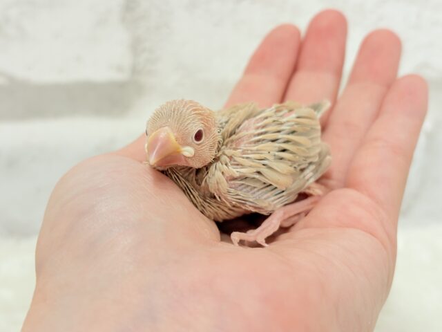 シナモン文鳥