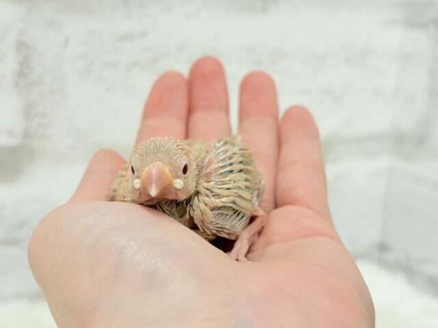 シナモン文鳥