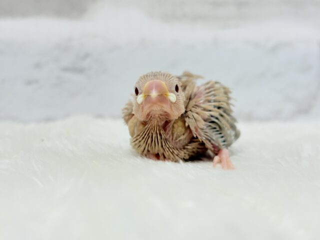 シナモン文鳥