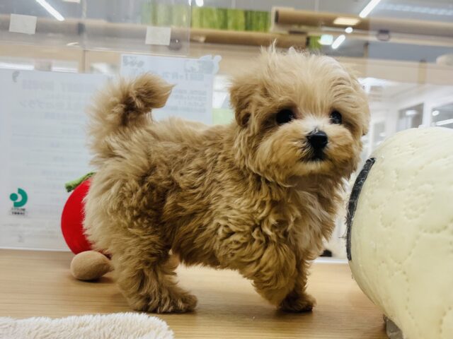 人が好きすぎてごめんなしゃい♡マルプーくん! マルプー