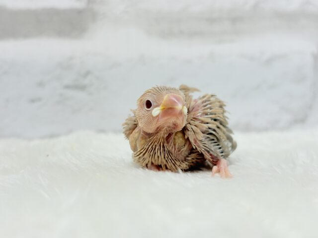 シナモン文鳥