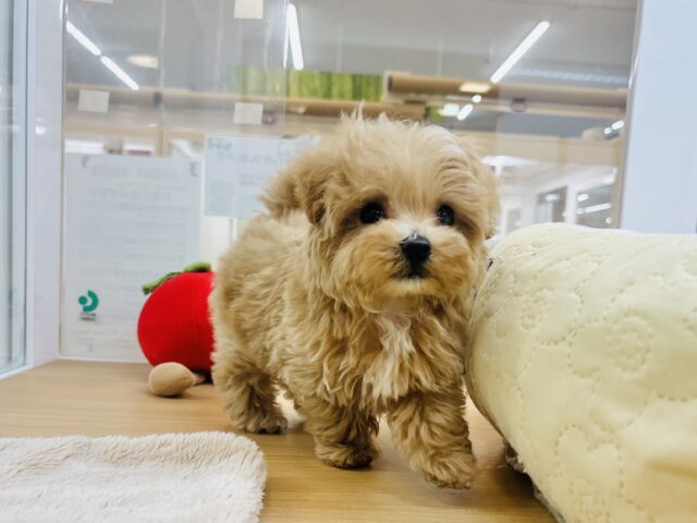 人が好きすぎてごめんなしゃい♡マルプーくん! マルプー