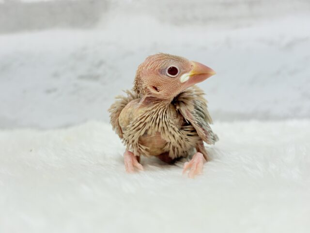 シナモン文鳥