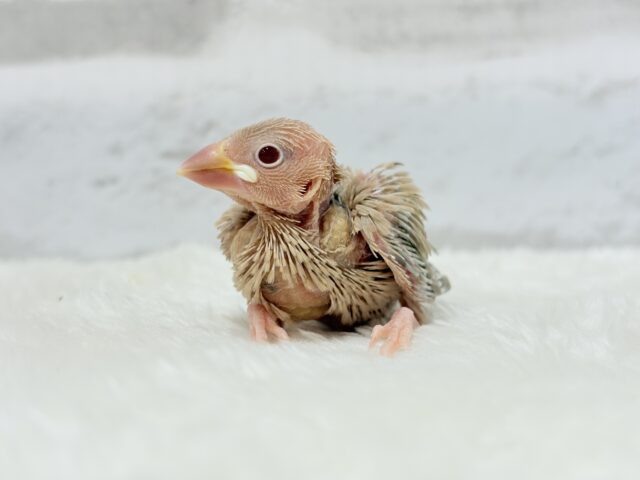 シナモン文鳥
