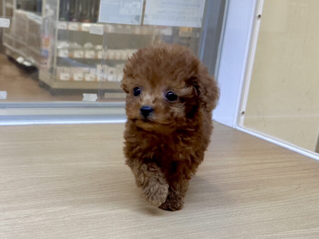 トイプードル