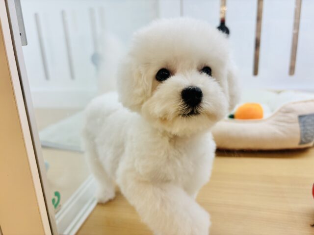 僕に惚れちゃった♥?ミックス犬くん(ビションフリーゼ×トイプードル) ビションプー