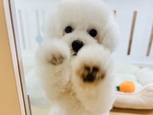 僕に惚れちゃった♥?ミックス犬くん(ビションフリーゼ×トイプードル) ビションプー