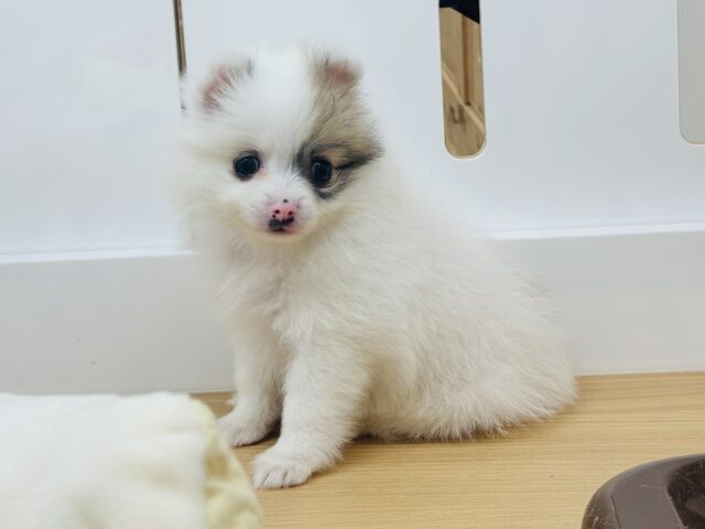 猪突猛進ウリボー!?シーポメちゃん! シーポメ