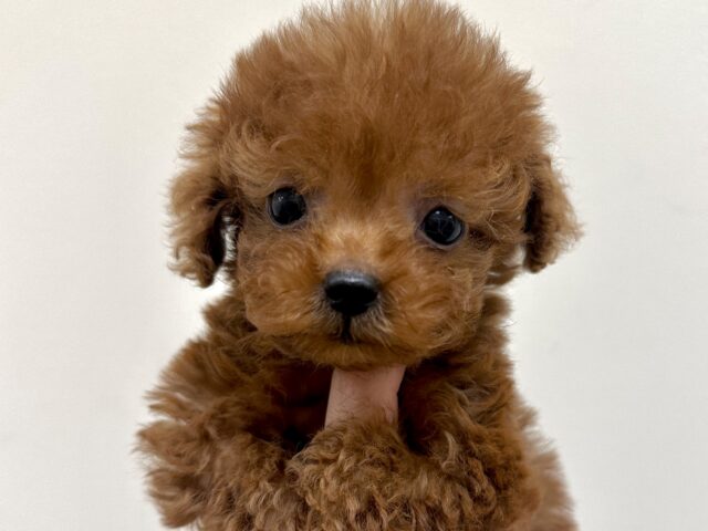 天真爛漫✩.⋆トイプードル男の子