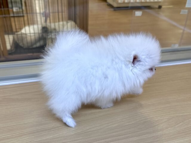 ポメラニアン