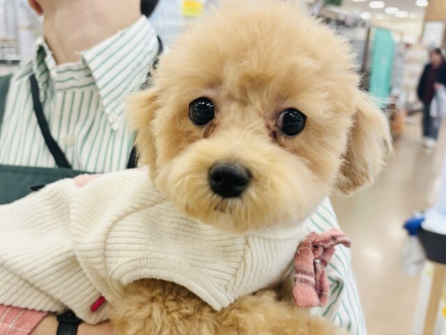 好きの感情が大爆発♬.*゚マルプーちゃん! マルプー