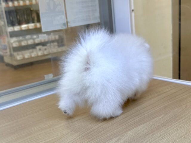 ポメラニアン