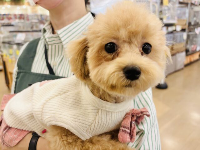好きの感情が大爆発♬.*゚マルプーちゃん! マルプー
