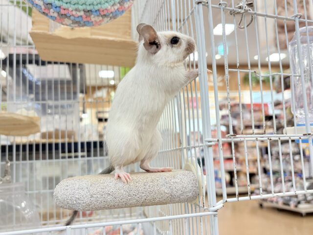 デグー