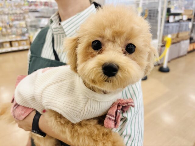 好きの感情が大爆発♬.*゚マルプーちゃん! マルプー