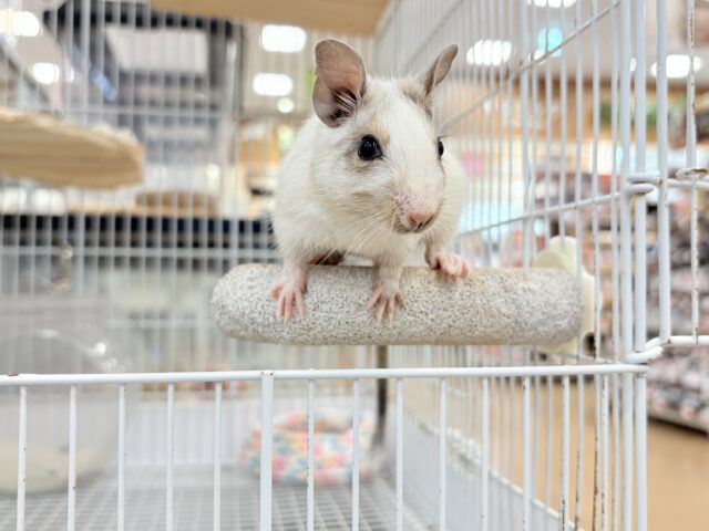 デグー