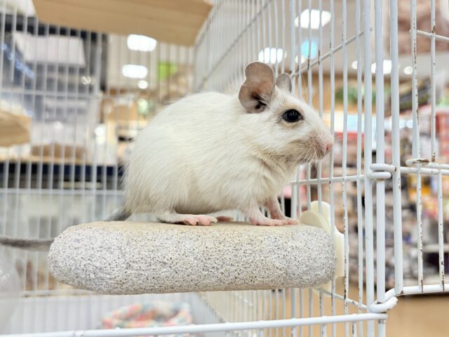 デグー