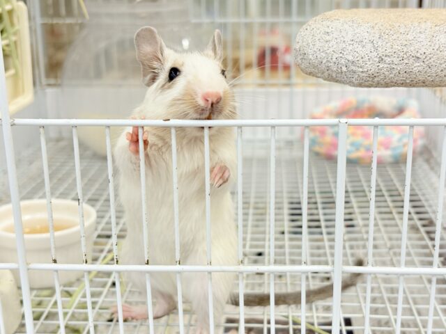 デグー