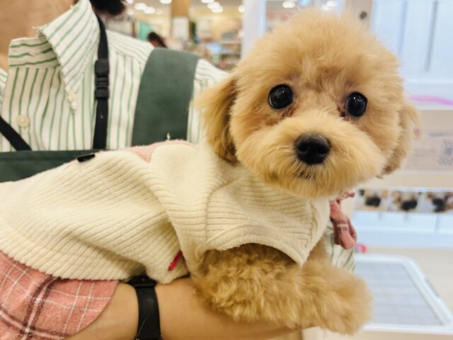 好きの感情が大爆発♬.*゚マルプーちゃん! マルプー