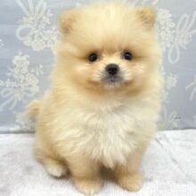 ふわもこポッたん🫧ポメラニアン(クリーム)🍨男の子💙2025年8月13日生まれ