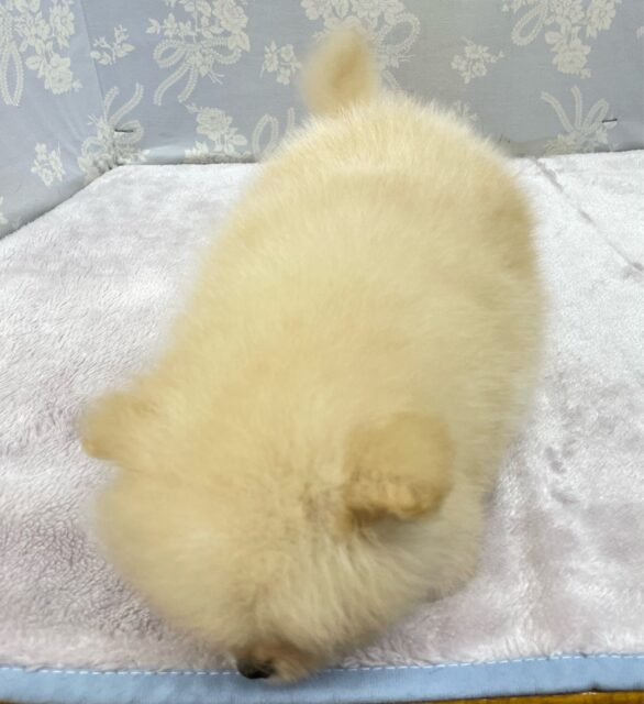 ポメラニアン