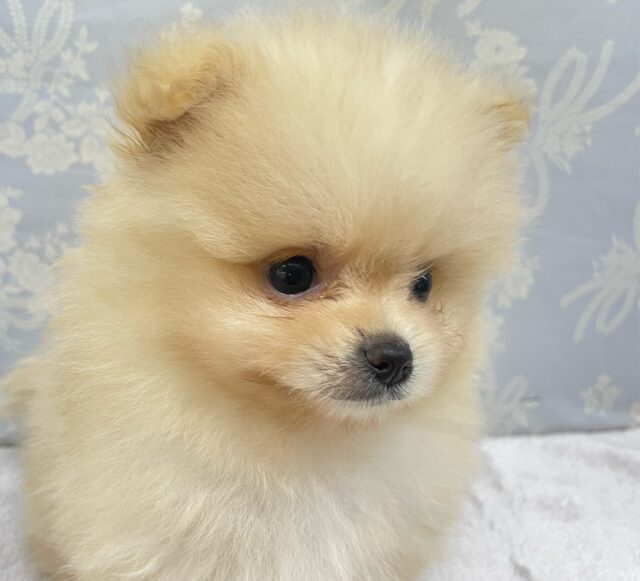 ポメラニアン