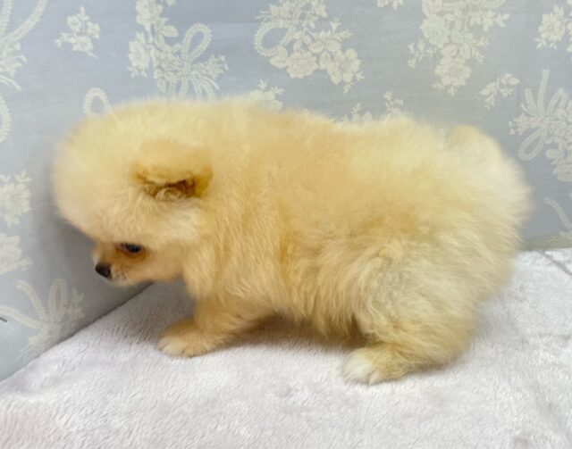 ポメラニアン