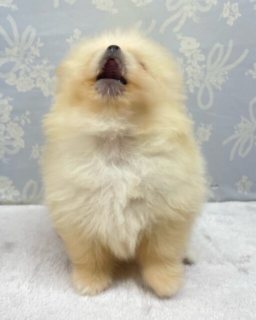 ポメラニアン