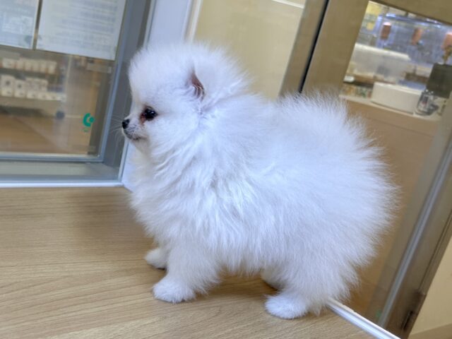 ポメラニアン