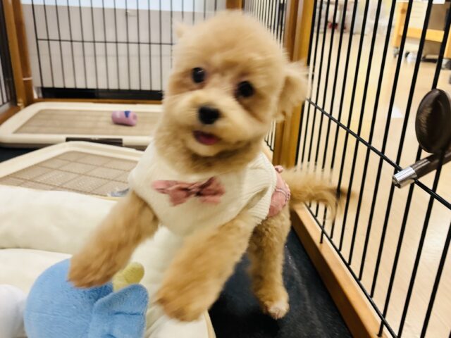 好きの感情が大爆発♬.*゚マルプーちゃん! マルプー