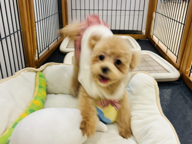 好きの感情が大爆発♬.*゚マルプーちゃん! マルプー