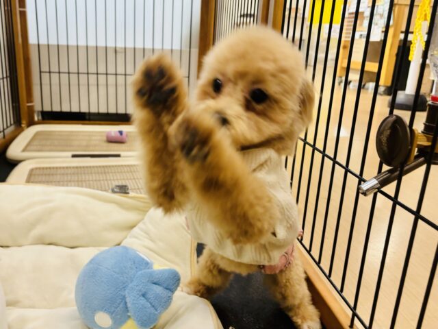 好きの感情が大爆発♬.*゚マルプーちゃん! マルプー