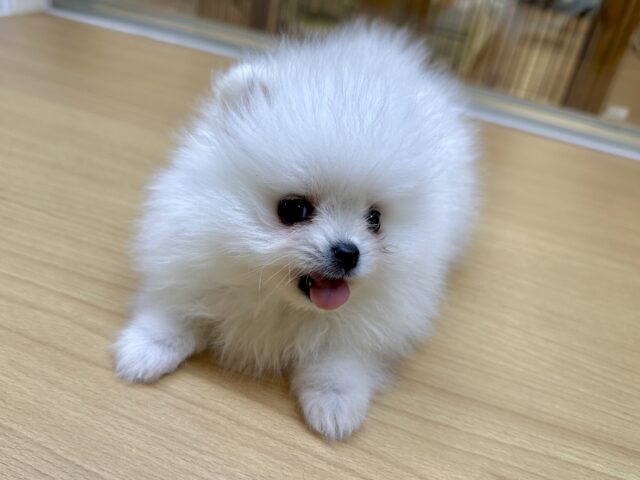 ポメラニアン