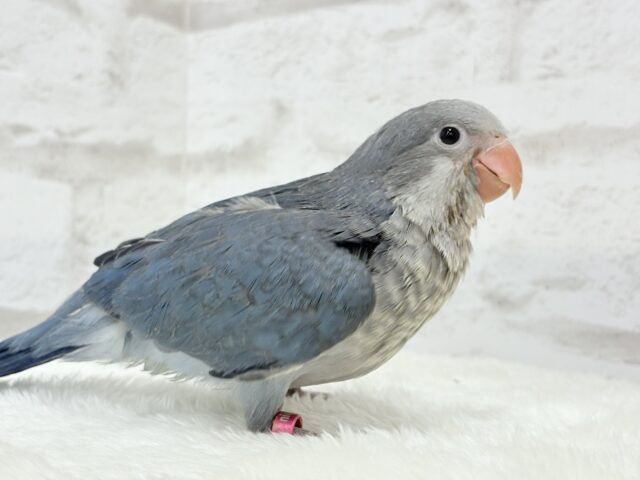 オキナインコ