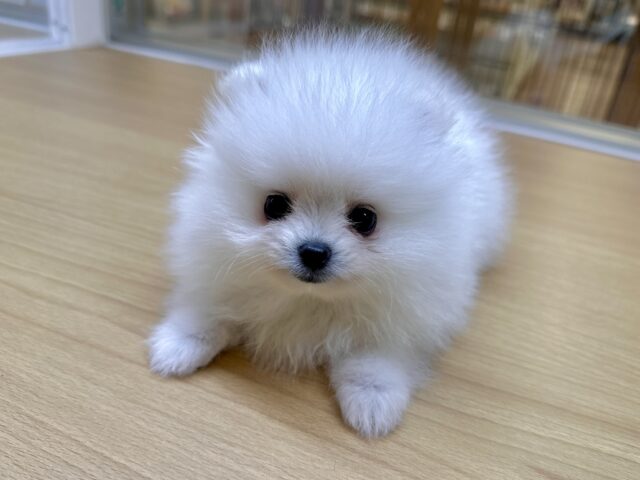 ポメラニアン