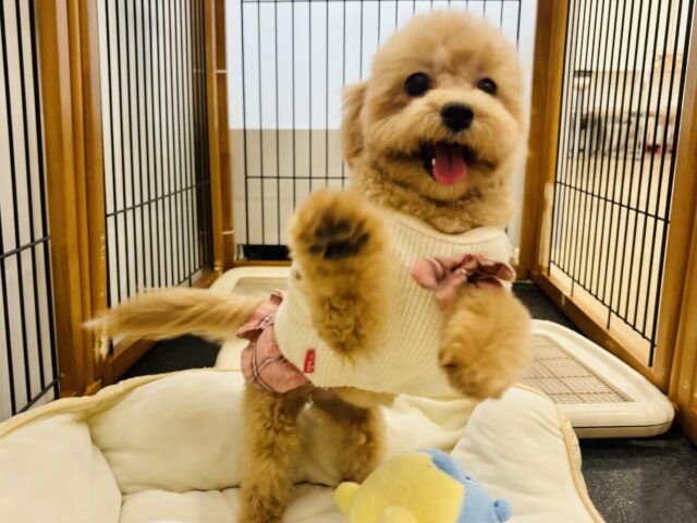 好きの感情が大爆発♬.*゚マルプーちゃん! マルプー