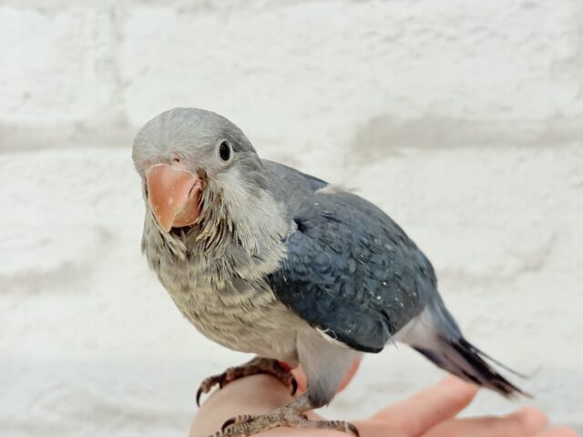 オキナインコ