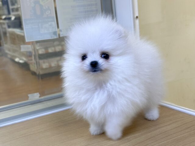 ポメラニアン