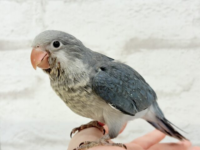 オキナインコ