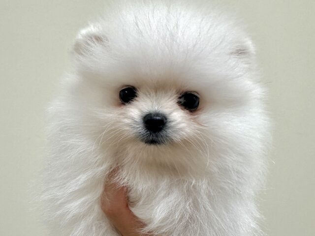 白い天使ちゃん˙˚ʚ✞ɞ˚˙ポメラニアン女の子 ポメラニアン
