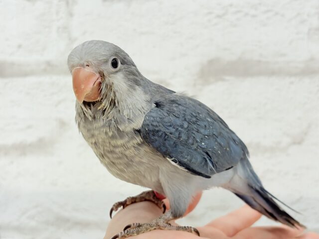 オキナインコ