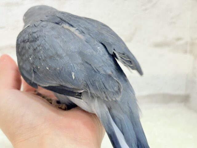 オキナインコ