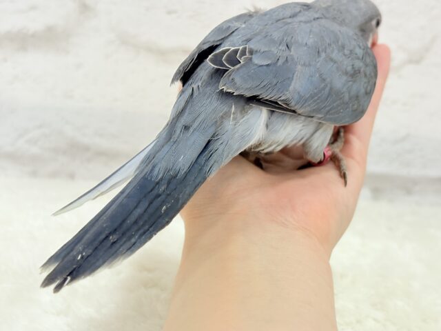 オキナインコ