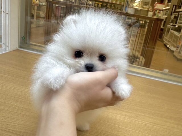 ポメラニアン