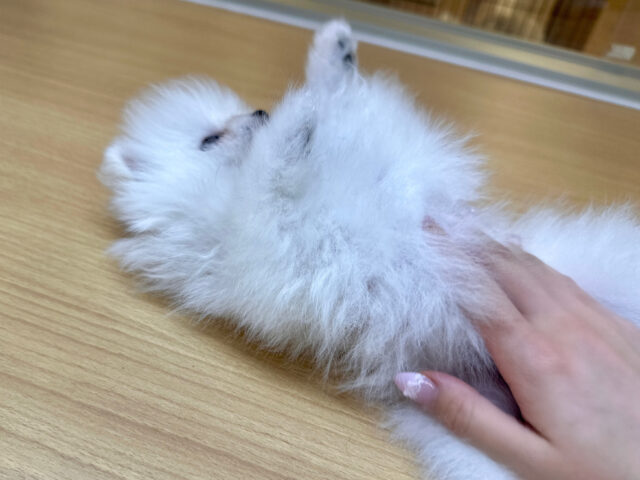 ポメラニアン